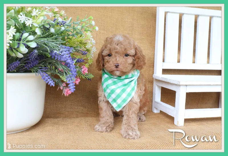 Rowan – Cavapoo puppy for sale in Conway, AR