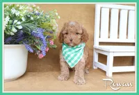 Rowan, a male Cavapoo for sale in Conway, AR – 1 of 5