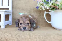 Caleb, a male Cockapoo for sale in Conway, AR – Photo 2 of 4