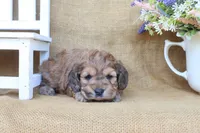 Caleb, a male Cockapoo for sale in Conway, AR – Photo 3 of 4