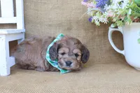 Caleb, a male Cockapoo for sale in Conway, AR – Photo 4 of 4