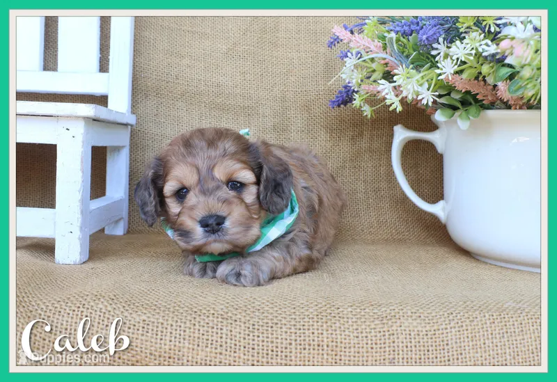 Caleb – Cockapoo puppy for sale in Conway, AR