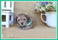 Caleb, a male Cockapoo for sale in Conway, AR – Photo 1 of 4