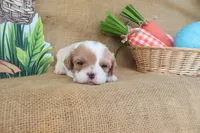 Winston, a male Cavapoo for sale in Conway, AR – Photo 4 of 9