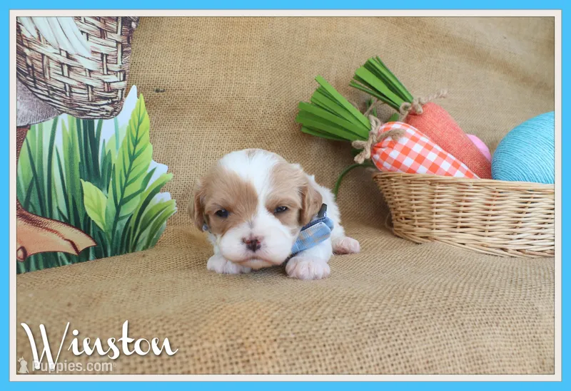 Winston – Cavapoo puppy for sale in Conway, AR