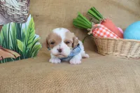 Winston, a male Cavapoo for sale in Conway, AR – Photo 5 of 9