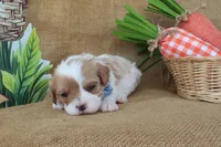 Winston, a male Cavapoo for sale in Conway, AR – Photo 9 of 9