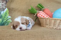 Winston, a male Cavapoo for sale in Conway, AR – Photo 7 of 9