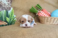 Winston, a male Cavapoo for sale in Conway, AR – Photo 3 of 9