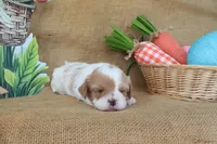 Winston, a male Cavapoo for sale in Conway, AR – Photo 8 of 9