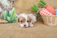 Winston, a male Cavapoo for sale in Conway, AR – Photo 2 of 9