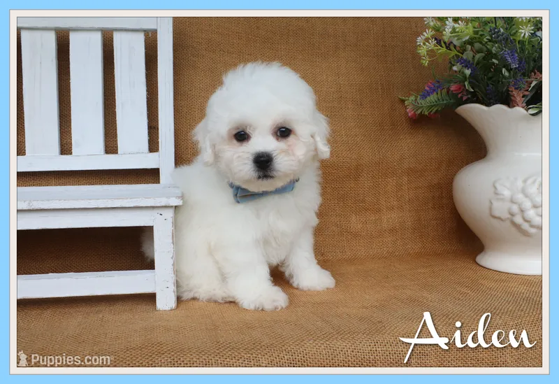 Aiden – Bichon Frise puppy for sale in Conway, AR