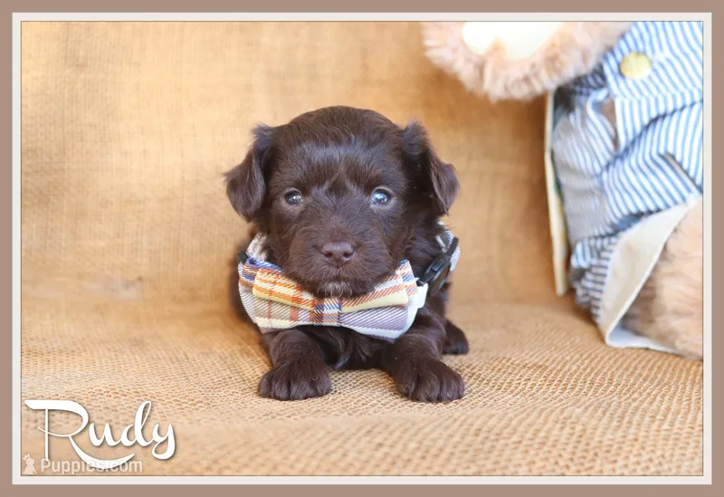 Rudy – Yorkipoo puppy for sale in Conway, AR