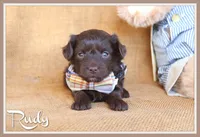 Rudy, a male Yorkipoo for sale in Conway, AR – 1 of 5