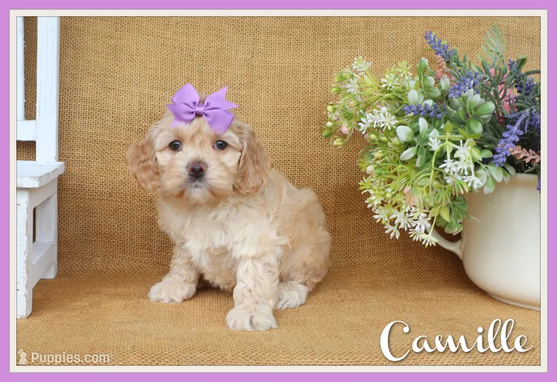 Camille – Cockapoo puppy for sale in Conway, AR