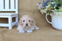 Camille, a female Cockapoo for sale in Conway, AR – Photo 2 of 4