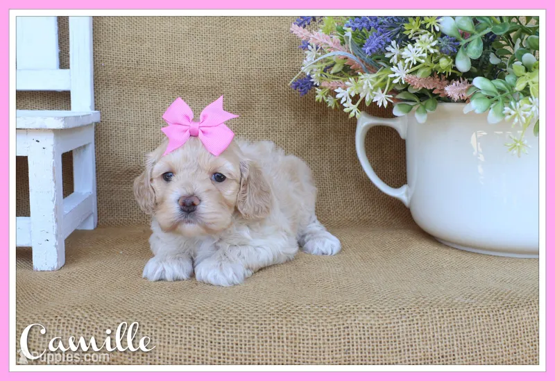 Camille – Cockapoo puppy for sale in Conway, AR