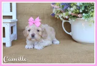 Camille, a female Cockapoo for sale in Conway, AR – Photo 1 of 4