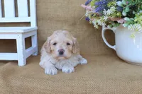 Camille, a female Cockapoo for sale in Conway, AR – Photo 4 of 4