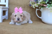 Camille, a female Cockapoo for sale in Conway, AR – Photo 3 of 4