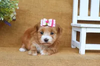 Hannah, a female Havanese for sale in Conway, AR – 2 of 6