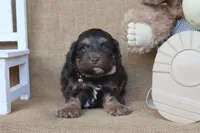 Cooper, a male Cockapoo for sale in Conway, AR – 4 of 4