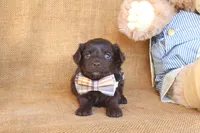Rudy, a male Yorkipoo for sale in Conway, AR – 5 of 5