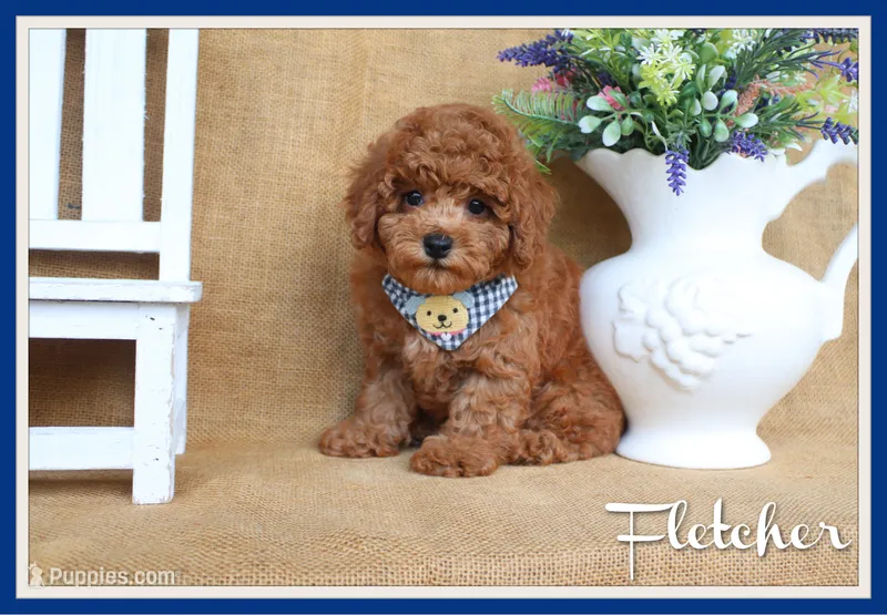Fletcher – Poodle - Toy  puppy for sale in Conway, AR