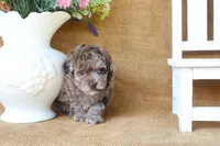 Rhett, a male Poodle - Toy  for sale in Conway, AR – 4 of 5
