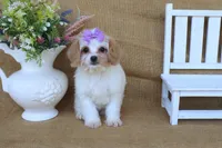 Victoria, a female Cavapoo for sale in Conway, AR – 4 of 7