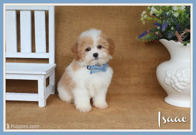 Isaac – Cavapoo puppy for sale in Conway, AR