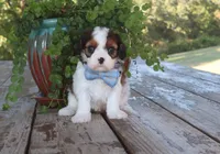 Arthur, a male Cavapoo for sale in Conway, AR – 4 of 4