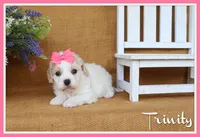 Trinity, a female Cavachon for sale in Conway, AR – 1 of 6