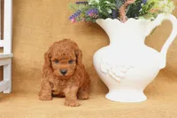 Fletcher, a male Poodle - Toy  for sale in Conway, AR – 5 of 5