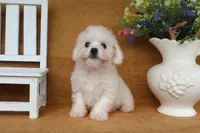 Bella, a female Bichon Frise for sale in Conway, AR – 7 of 7