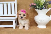Tessa, a female Cavachon for sale in Conway, AR – 3 of 5