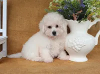 Beau, a male Bichon Frise for sale in Conway, AR – 3 of 8