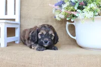 Carter, a male Cockapoo for sale in Conway, AR – Photo 4 of 5