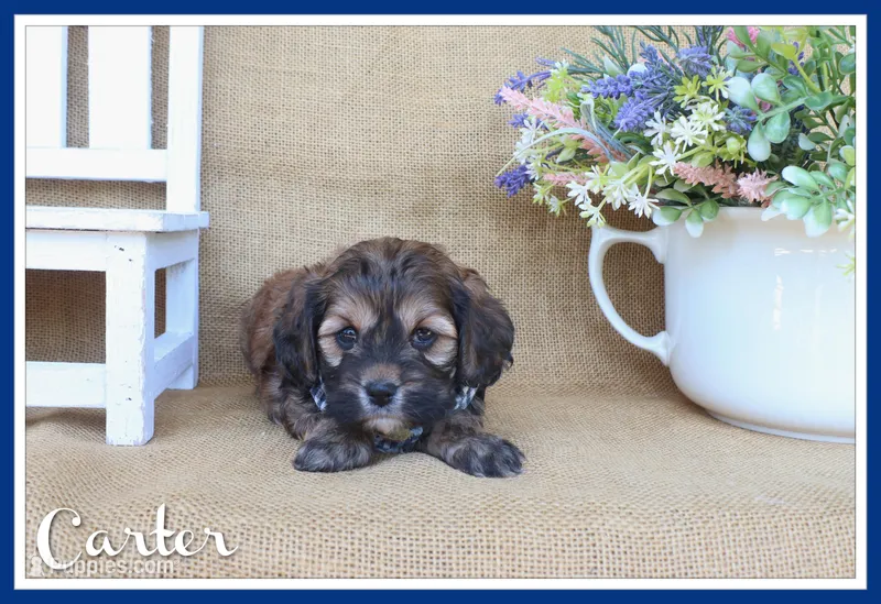 Carter – Cockapoo puppy for sale in Conway, AR