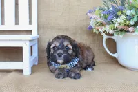 Carter, a male Cockapoo for sale in Conway, AR – Photo 2 of 5