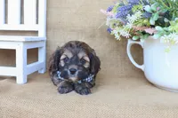 Carter, a male Cockapoo for sale in Conway, AR – Photo 3 of 5