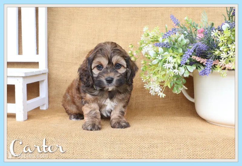 Carter – Cockapoo puppy for sale in Conway, AR