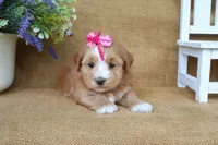 Harmony, a female Havanese for sale in Conway, AR – 2 of 6