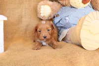 Jackson, a male Maltipoo for sale in Conway, AR – 3 of 4