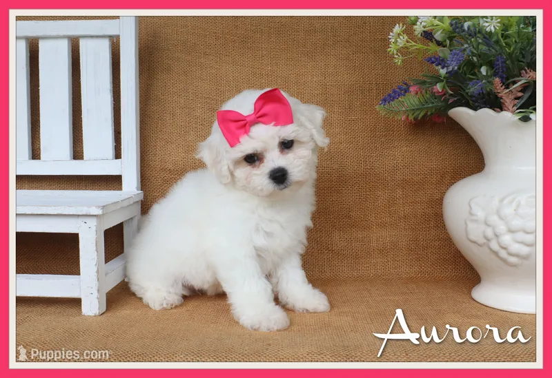 Aurora – Bichon Frise puppy for sale in Conway, AR