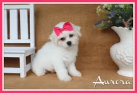 Aurora, a female Bichon Frise for sale in Conway, AR – 1 of 5