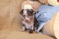 Paxton, a male Yorkipoo for sale in Conway, AR – 5 of 5