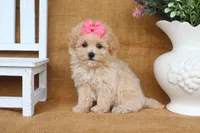 Jasmine, a female Poochon for sale in Conway, AR – 2 of 5