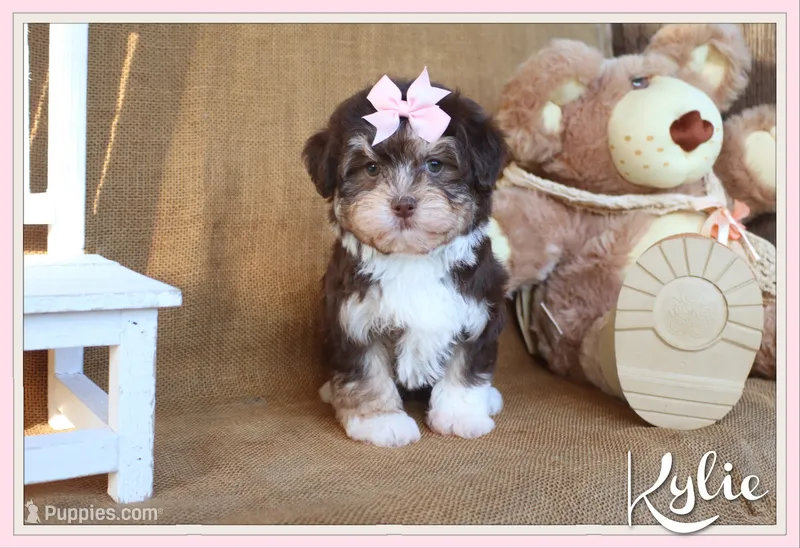 Kylie – Havanese puppy for sale in Conway, AR