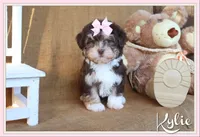 Kylie, a female Havanese for sale in Conway, AR – 1 of 7